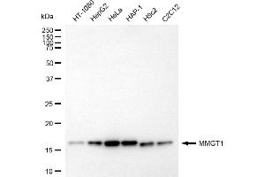 anti-Membrane Magnesium Transporter 1 (MMGT1) antibody