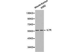 Western Blotting (WB) image for anti-Interleukin 7 Receptor (IL7R) antibody (ABIN1873219)