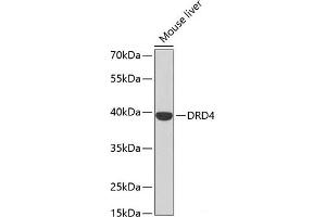 Western blot analysis of extracts of Mouse liver using DRD4 Polyclonal Antibody at dilution of 1:500. (DRD4 antibody)