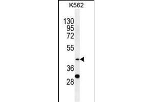 SPB4 Antibody (C-term) (ABIN655518 and ABIN2845033) western blot analysis in K562 cell line lysates (35 μg/lane). (SERPINB4 antibody  (C-Term))