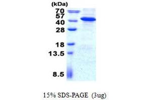 Inositol Monophosphatase Domain Containing 1 (IMPAD1) protein (His tag)