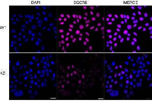 anti-DiGeorge Syndrome Critical Region Gene 8 (DGCR8) antibody