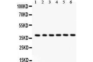 Western Blotting (WB) image for anti-Serine/threonine Kinase Receptor Associated Protein (STRAP) (AA 78-104), (N-Term) antibody (ABIN3043302) (STRAP antibody  (N-Term))