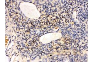 IHC testing of FFPE rat ovary tissue with GNAQ antibody. (GNAQ antibody)