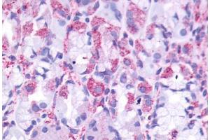 Anti-CCKBR antibody  ABIN1048383 IHC staining of human stomach. (CCKBR antibody  (Cytoplasmic Domain))