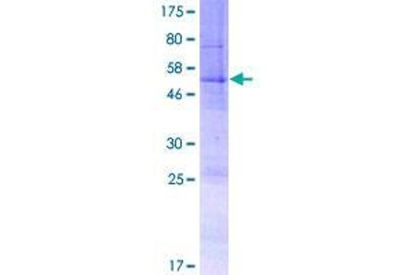 SLC35E4 Protein (AA 1-234) (GST tag)