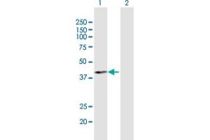 Western Blot analysis of PCID2 expression in transfected 293T cell line by PCID2 MaxPab polyclonal antibody. (PCID2 antibody  (AA 1-397))