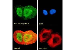 (ABIN184841) Immunofluorescence analysis of paraformaldehyde fixed U2OS cells, permeabilized with 0. (MXD3 antibody  (C-Term))