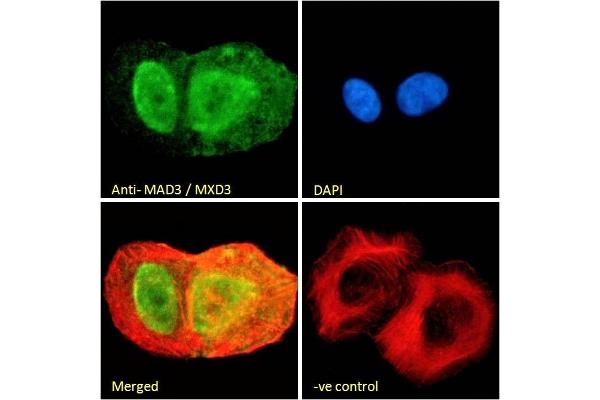 MXD3 antibody  (C-Term)