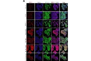 Immunofluorescence (Cultured Cells) (IF (cc)) image for anti-High Mobility Group Box 1 (HMGB1) antibody (ABIN2854997)