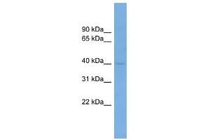 PPP1R8 antibody used at 1 ug/ml to detect target protein. (PPP1R8 antibody)