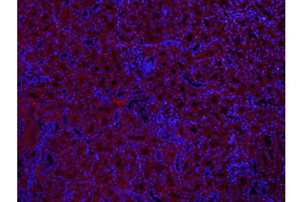 MUL1 antibody  (AA 45-95)