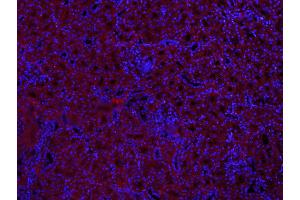 Paraformaldehyde-fixed, paraffin embedded Mouse kidney; Antigen retrieval by boiling in sodium citrate buffer (pH6. (MUL1 antibody  (AA 45-95))