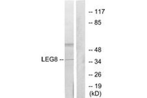Western blot analysis of extracts from NIH-3T3 cells, using LEG8 Antibody. (LGALS8 antibody  (AA 61-110))