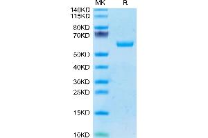 Human BTN3A1/CD277 on Tris-Bis PAGE under reduced condition. (BTN3A1 Protein (AA 30-254) (Fc Tag))