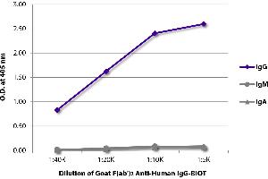 ELISA plate was coated with purified human IgG, IgM, and IgA. (Goat anti-Human IgG Antibody (Biotin))
