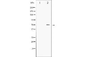 Western blot analysis of AML1 phosphorylation expression in Jurkat whole cell lysates,The lane on the left is treated with the antigen-specific peptide. (RUNX1 antibody  (pSer276))