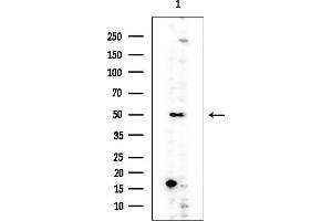 Western blot analysis of lysates from Rat testis, using ADORA2A Mouse Monoclonal Antibody at 1/1000 dilution.