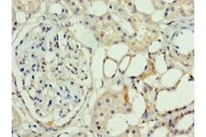Western blot analysis of mouse brain tissue, using ASH2L antibody (3 μg/ml).