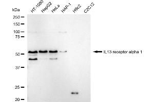 Western blotting analysis using IL13 receptor alpha 1 antibody (ABIN7799100). (Recombinant IL13 Receptor alpha 1 antibody)