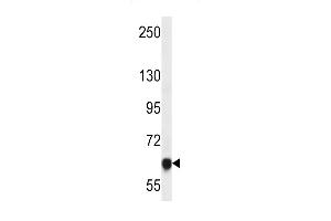 GED4B Antibody (Center) (ABIN657370 and ABIN2846417) western blot analysis in HepG2 cell line lysates (35 μg/lane). (MAGED4B antibody  (AA 328-357))