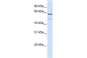 METT10D antibody used at 0. (METTL16 antibody  (N-Term))