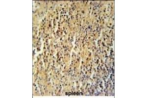 C Antibody (Center) (ABIN651778 and ABIN2840396) immunohistochemistry analysis in formalin fixed and paraffin embedded human spleen tissue followed by peroxidase conjugation of the secondary antibody and DAB staining. (CCDC106 antibody  (AA 151-180))