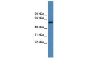 ADRA1D antibody  (AA 286-335)