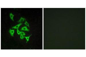 Immunofluorescence (IF) image for anti-Relaxin/insulin-Like Family Peptide Receptor 4 (RXFP4) (C-Term) antibody (ABIN1852883) (RXFP4 antibody  (C-Term))