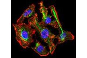 Immunofluorescence (IF) image for anti-Cytochrome P450, Family 3, Subfamily A, Polypeptide 4 (CYP3A4) antibody (ABIN1106886) (CYP3A4 antibody)