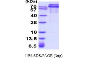 Cadherin 1, Type 1, E-Cadherin (Epithelial) (CDH1) (AA 23-709) protein (His tag)