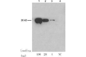 Lane 1-3: 100 ng, 20 ng, 4 ng GST fusion protein Lane 4: NC: E. (GST antibody)