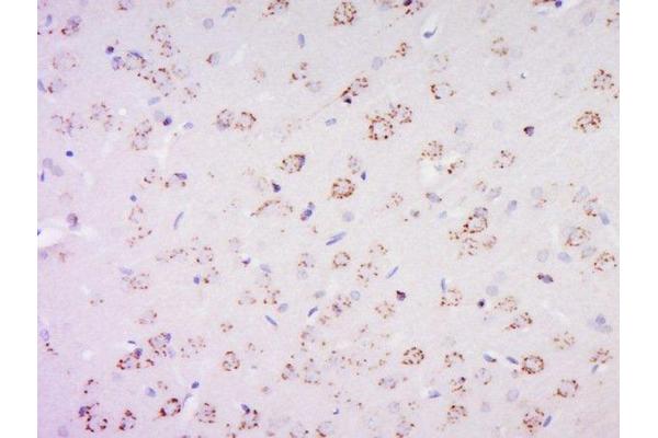 PAS1C1 antibody