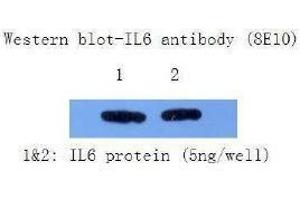 Western Blotting (WB) image for anti-Interleukin 6 (IL6) antibody (ABIN1107855) (IL-6 antibody)