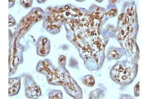 Formalin-fixed, paraffin-embedded human Placenta stained with Moesin Mouse Recombinant Monoclonal Antibody (rMSN/492).