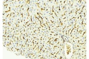 ABIN6275344 at 1/100 staining Mouse liver tissue by IHC-P.