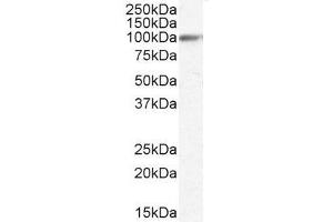 ABIN185655 (0. (GRP94 antibody  (Internal Region))