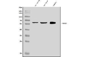 Western blot analysis of Milk Fat Globule 1/Mfge8 using anti-Milk Fat Globule 1/Mfge8 antibody (ABIN7600756).
