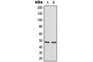 Western blot analysis of TANK expression in HeLa (A), Raw264. (TANK antibody  (Center))