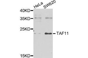 Western blot analysis of extracts of various cell lines, using TAF11 antibody (ABIN5975674) at 1/1000 dilution. (TAF11 antibody)