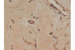 Immunohistochemistry (IHC) image for anti-Annexin A4 (ANXA4) (AA 11-164) antibody (ABIN7435871)