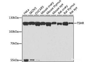 Western blot analysis of extracts of various cell lines using TSHR Polyclonal Antibody at dilution of 1:1000. (TSH receptor antibody)