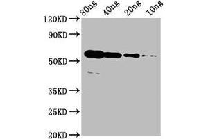 Western Blot Positive WB detected in Recombinant protein All lanes: rhoac antibody at 4 μg/mL Secondary Goat polyclonal to rabbit IgG at 1/50000 dilution Predicted band size: 51 kDa Observed band size: 56 kDa (RhoA/ C (AA 1-190) antibody)