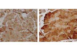 Immunohistochemistry analysis using Rabbit Anti-SOD2 Polyclonal Antibody . (SOD2 antibody  (Atto 594))