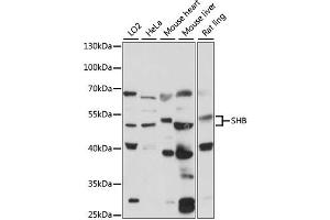 Western blot analysis of extracts of various cell lines, using SHB antibody (ABIN6290927) at 1:1000 dilution. (SHB antibody)