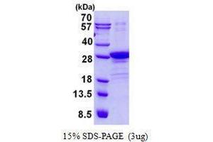 Figure annotation denotes ug of protein loaded and % gel used. (POLR2E Protein)