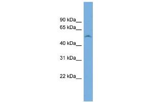 WB Suggested Anti-FAM83F Antibody Titration: 0. (FAM83F antibody  (N-Term))