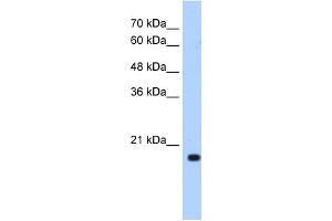 XTP3TPA antibody used at 0. (DCTPP1 antibody  (N-Term))