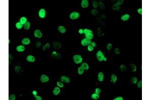 Anti-PADI4 mouse monoclonal antibody (ABIN2455831) immunofluorescent staining of COS7 cells transiently transfected by pCMV6-ENTRY PADI4 (RC206501). (PAD4 antibody)