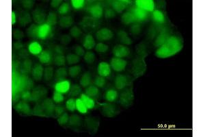 Immunofluorescence of purified MaxPab antibody to ZNF415 on 293 cell. (ZNF415 antibody  (AA 1-542))